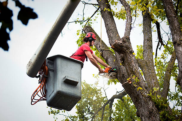 Best Tree Maintenance Programs  in Exeter, CA